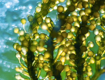 Sfeerimpressie van algen en zeewier